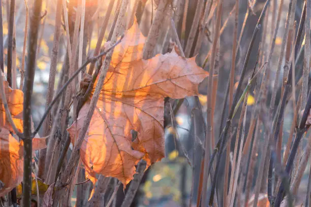 Orange maple leaf got stuck in branches. Autumn season scene on sunny day.