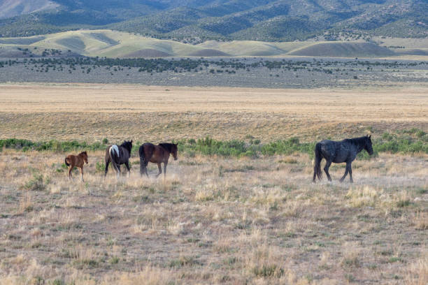 istock Wild Horses in the Utah Desert 1282043580