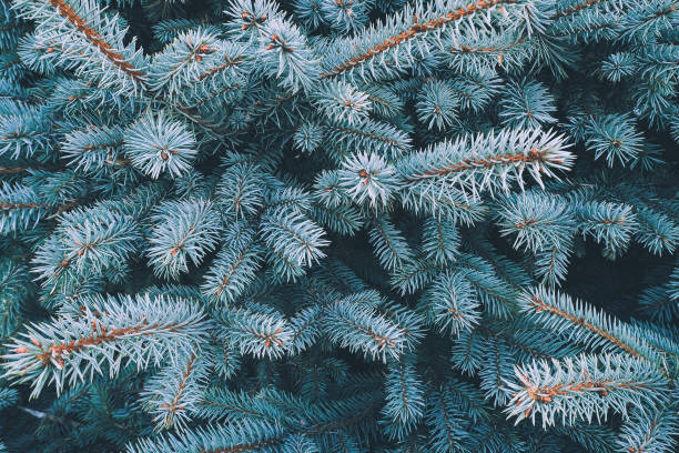 istock Blue spruce branch close-up, natura new year background 1282043637