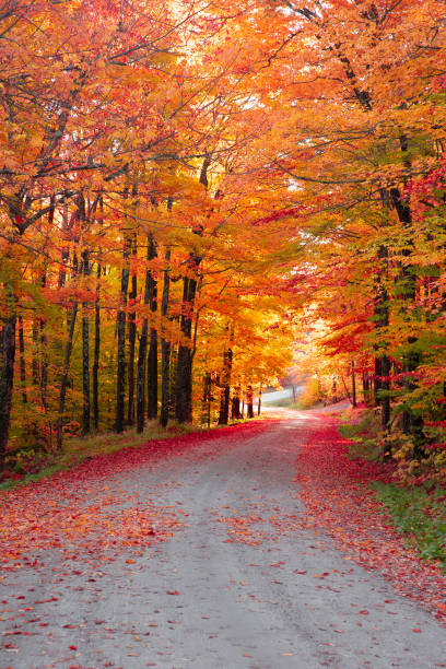 istock Autumn Country Road 1282044144