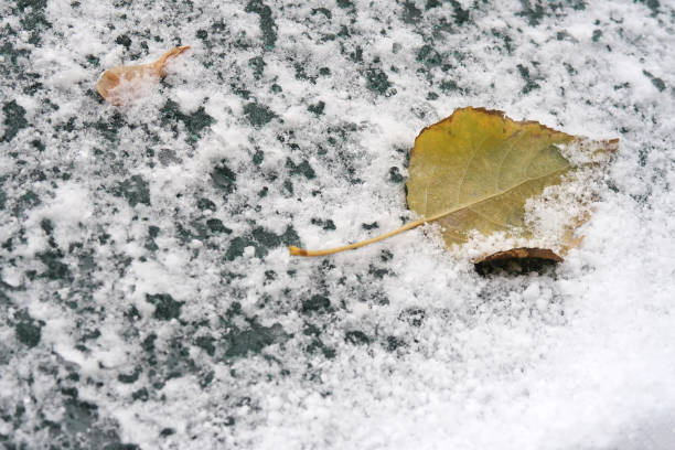 свежий снег покрывает зеленую поверхность осенним желтым листом. селективный фокус. - sleet стоковые фото и изображения