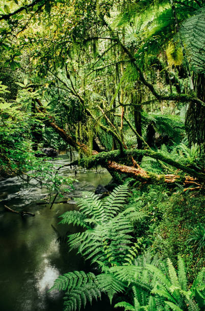 istock River flowing amidst trees in a rain forest 1282044258