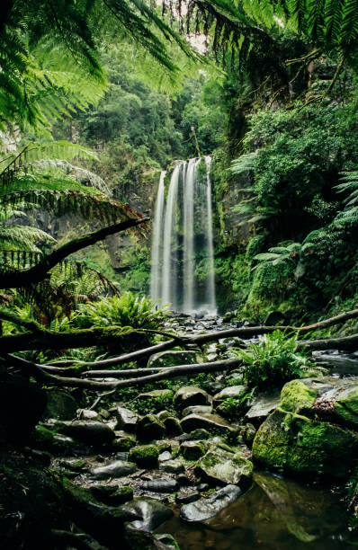 istock Hopetoun Falls amidst trees in a rain forest 1282044392