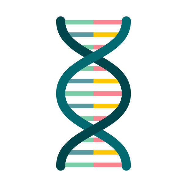 ilustrações de stock, clip art, desenhos animados e ícones de dna icon on transparent background - dna