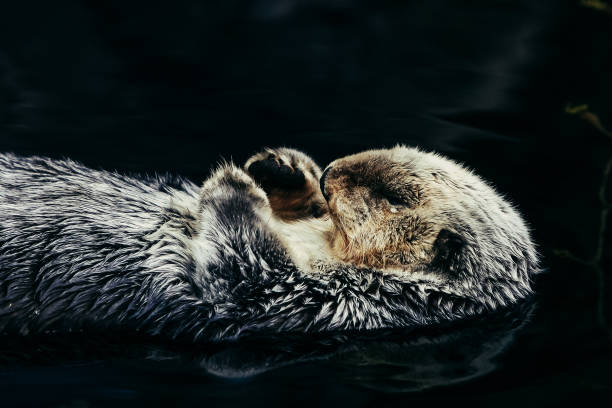 Close-up wild sea otter (Enhydra lutris) resting, while floating on his back. There are small ripples in the water reflecting the sky and clouds above the bay.\n\nTaken in Moss Landing, California. USA
