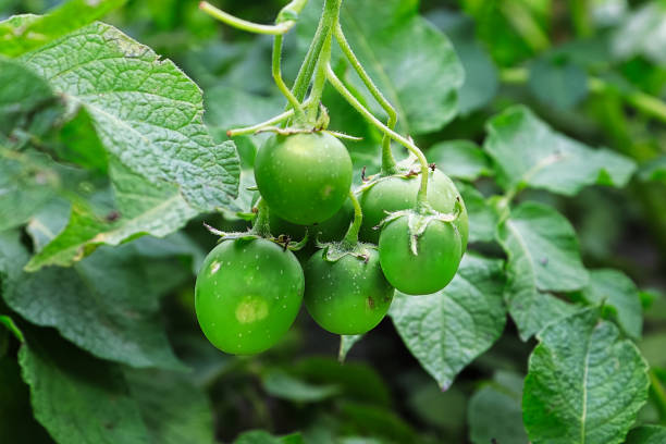 un groupe de gousses de graines de pomme de terre accrochées à une plante - poisonous fruit photos et images de collection