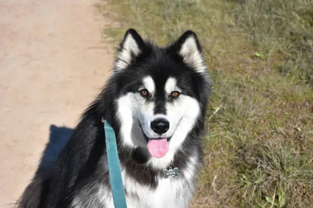 Sweet look directly into the face of a black and white malamute dog.