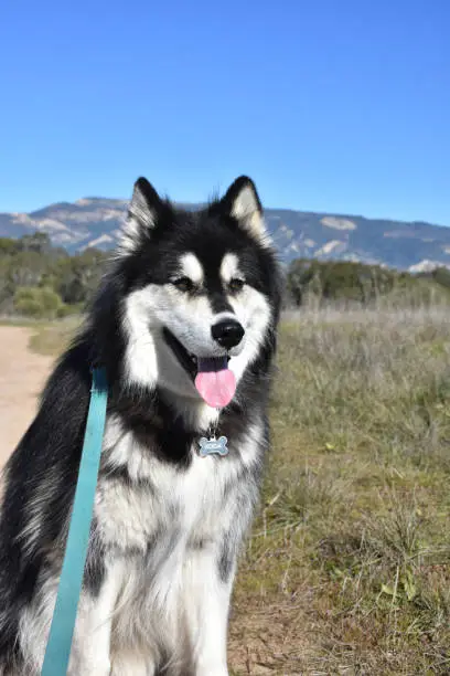 Beautiful Alaskan malamute dog with a beautiful background.