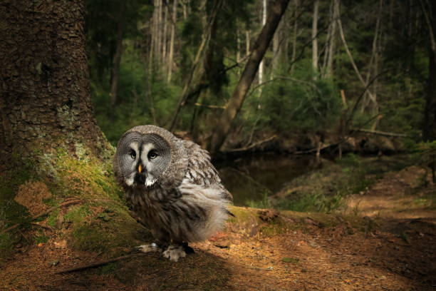 istock Great grey owl Strix nebulosa, summer, forest 1282050858