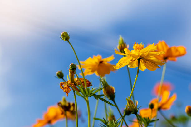 istock Yellow cosmos blossoms blurred with the sky clouds. 1282051667