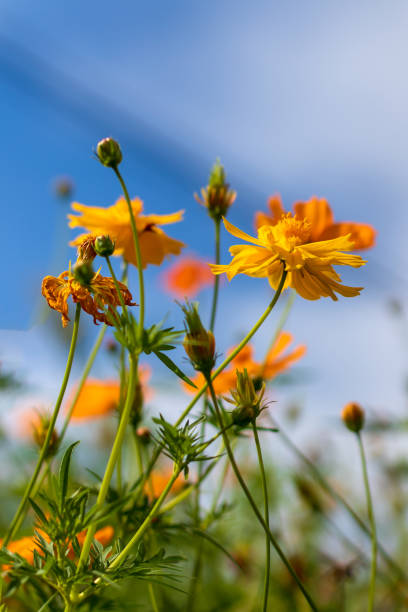 istock Yellow cosmos blossoms blurred with the sky clouds. 1282051668