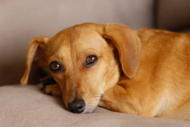 istock small dachshund crossbreed dog lying down and quiet 1282051684