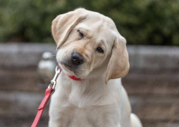 Yellow labrador retriever puppy sits and looks perplexed stock photo