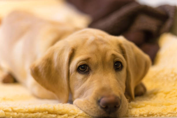 istock Yellow labrador retriever puppy falling asleep on a dog bed 1282056580