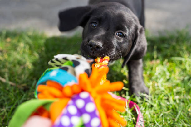 Playful black labrador retriever puppy playing tug-of-war with a toy stock photo