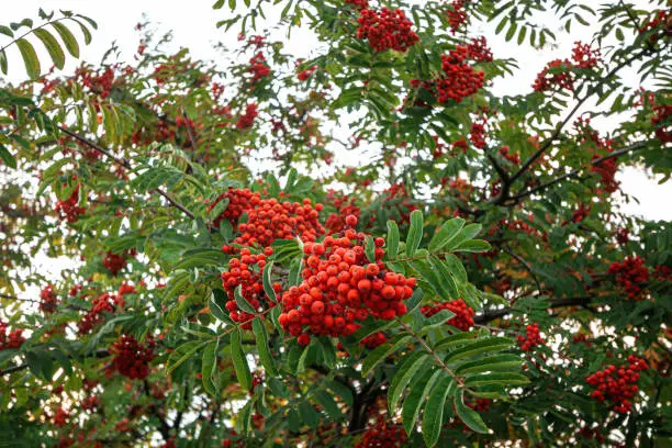 Ripe red-orange rowan berries close-up growing in clusters on the branches of a rowan tree