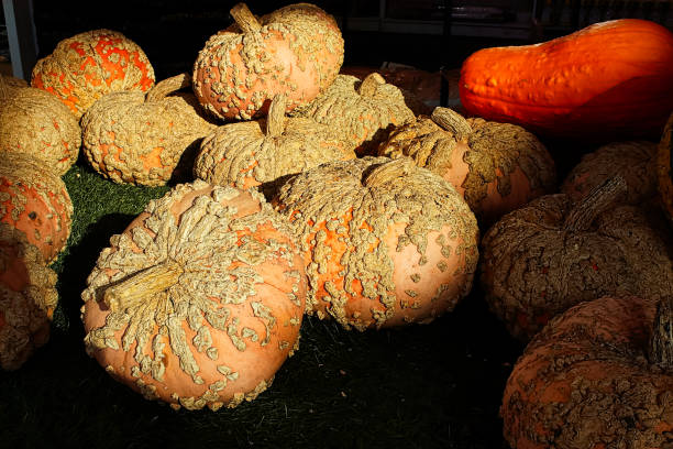 a table full of peanut shell pumpkins in darker lighting - patch textile stack heap imagens e fotografias de stock