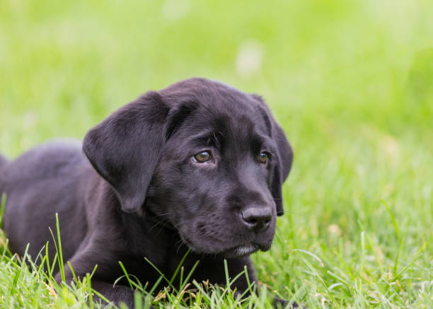 istock Black labrador retriever puppy staring into the grass 1282056786