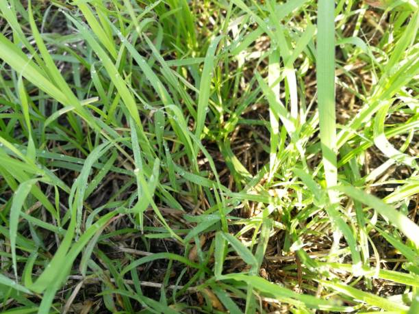 istock Full frame shot of green grass in the sunlight 1282058264