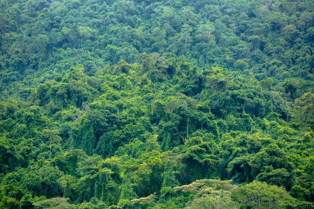 istock Image of forest in hill. Full green mountain. 1282058615