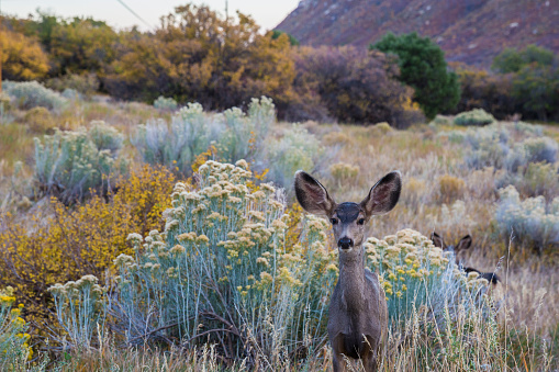 Wild deer in Mesa Verde National Park (Colorado)