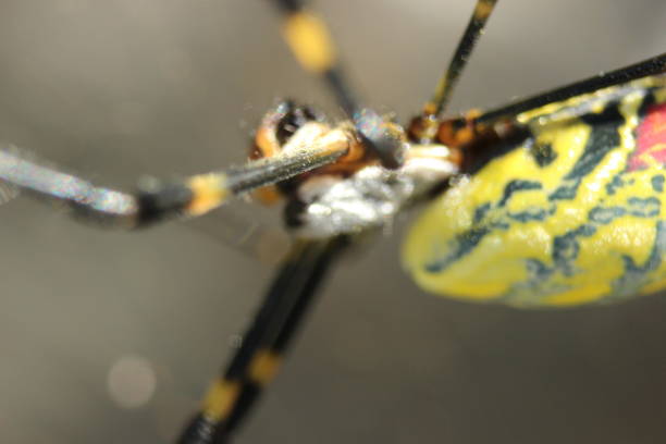 Closeup view with selective focus on a giant Spider and spider webs Closeup view with selective focus on a giant Spider and spider webs with blurred green jungle background big hairy tarantula stock pictures, royalty-free photos & images
