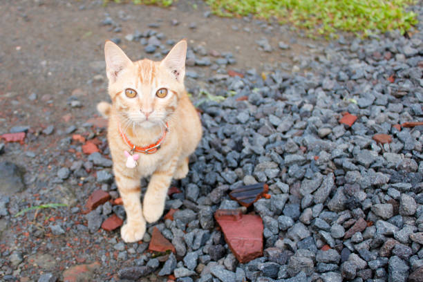 domestic cat playing in the yard morning day