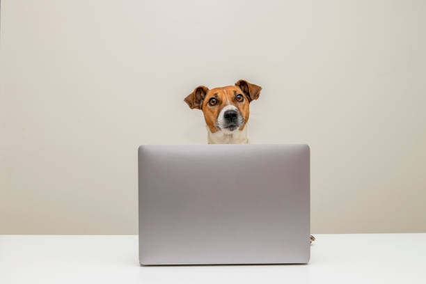 istock Dog jack russell and laptop 1282062750
