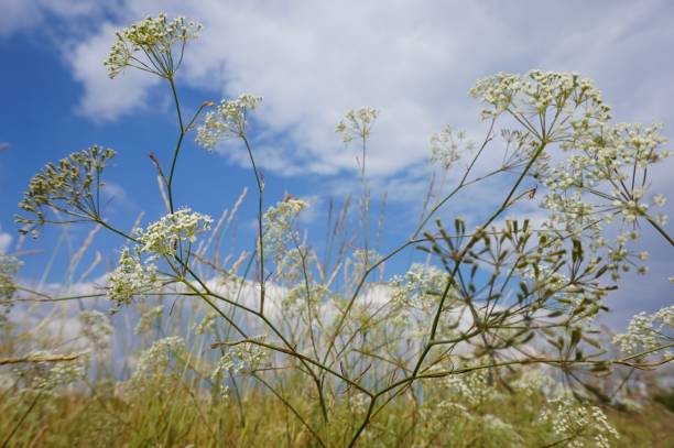 istock Wildflowers and herbs on a background of blue sky with white clouds 1282062777