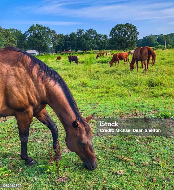 Can Horses Eat Wet Grass 