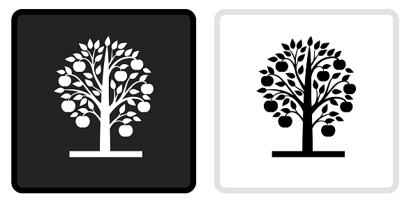 Apple Tree Icon on  Black Button with White Rollover. This vector icon has two  variations. The first one on the left is dark gray with a black border and the second button on the right is white with a light gray border. The buttons are identical in size and will work perfectly as a roll-over combination.