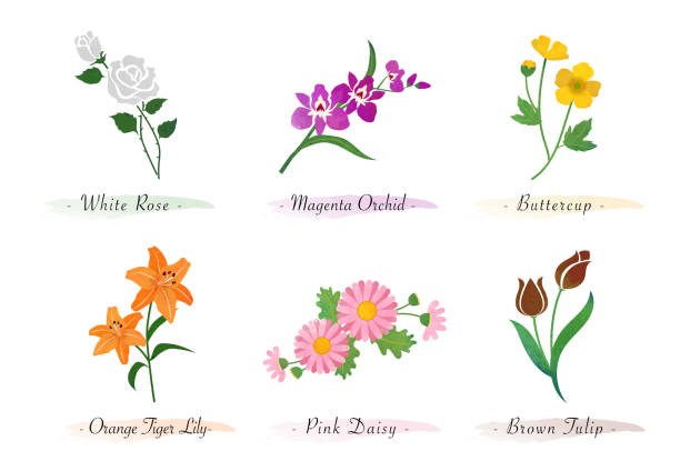 ilustraciones, imágenes clip art, dibujos animados e iconos de stock de acuarela jardín botánico jardín natural planta flor flor de la orquídea mariposa tigre tigre margarita tulipán - botanic