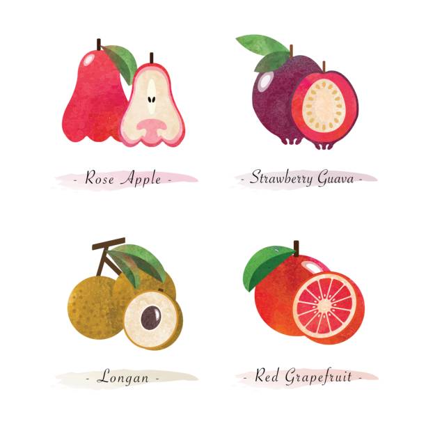 illustrations, cliparts, dessins animés et icônes de nature biologique nourriture saine fruit rose pomme fraise goyave longan pamplemousse rouge - water apple