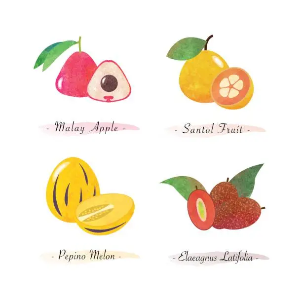 Vector illustration of Organic nature healthy food fruit malay apple santol fruit pepino melon elaeagnus latifolia