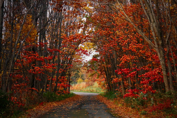 istock Tunnel of tinted autumn leaves 1282067581