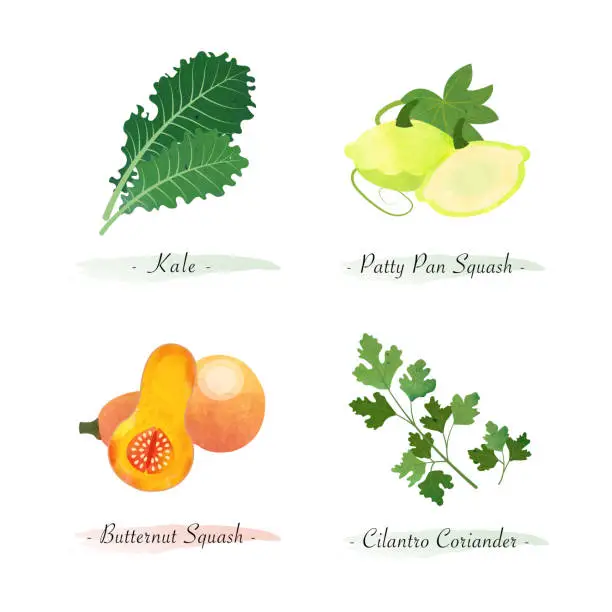 Vector illustration of Watercolor healthy nature organic plant vegetable food ingredient kale patty pan squash butternut squash cilantro coriander