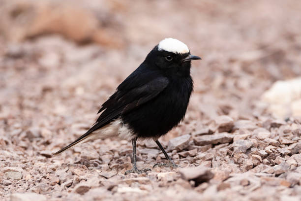 istock White-crowned Wheatear, Oenanthe leucopyga 1282067823