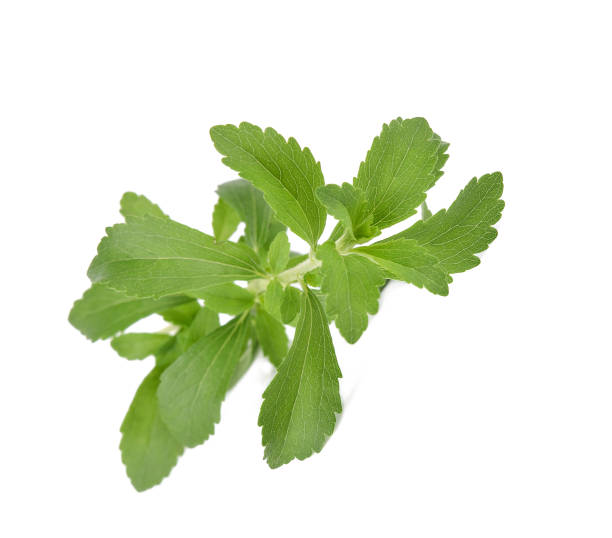 istock Stevia rebaudiana plant isolated on white background 1282068421