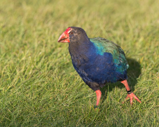 istock South Island Takahe (Porphyrio hochstetteri) 1282068469