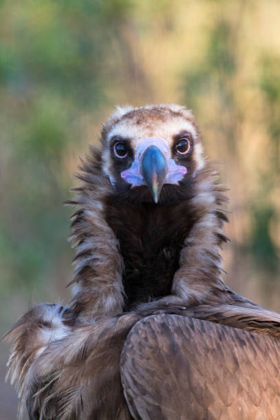 istock Cinereous vulture, Aegypius monachus 1282068501
