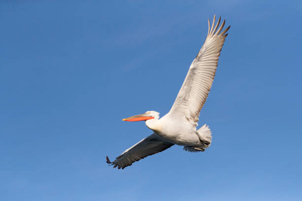 istock Wildlife and nature image from Greece 1282068524