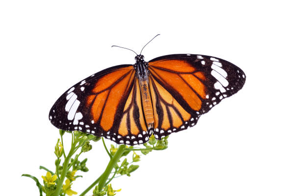 istock Butterflies catching flowers on a white background 1282068531