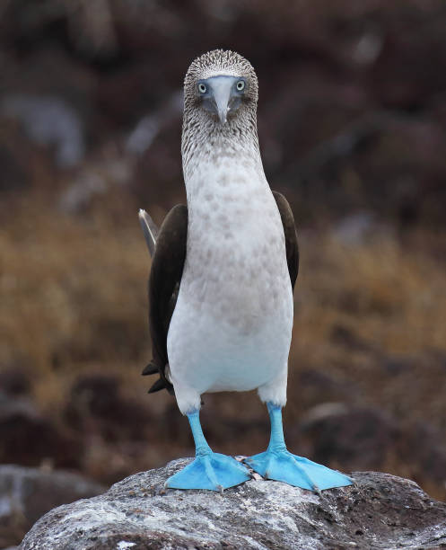istock Galapagos islands wildlife and nature image 1282068544