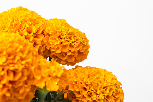 Flores De Cempasúchil Para La Celebración Del Día De Muertos Foto de stock  y más banco de imágenes de Caléndula Africana - iStock