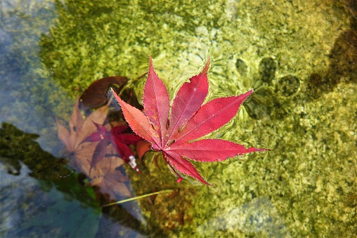 Japanese maple leaf floating on the water
