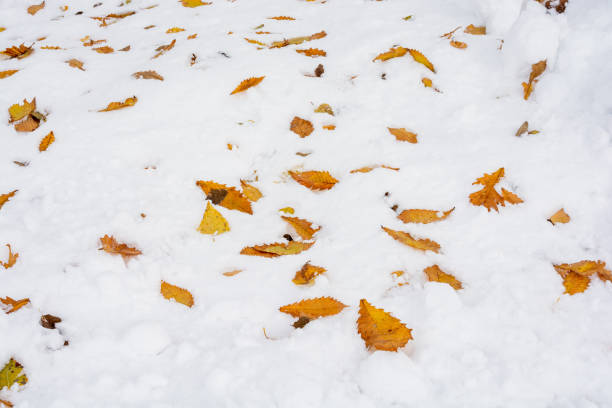istock Lots of yellow fallen leaves on the snow 1282071363