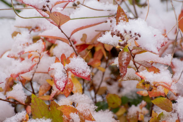 istock Autumn yellow leaves with the first snow 1282071379
