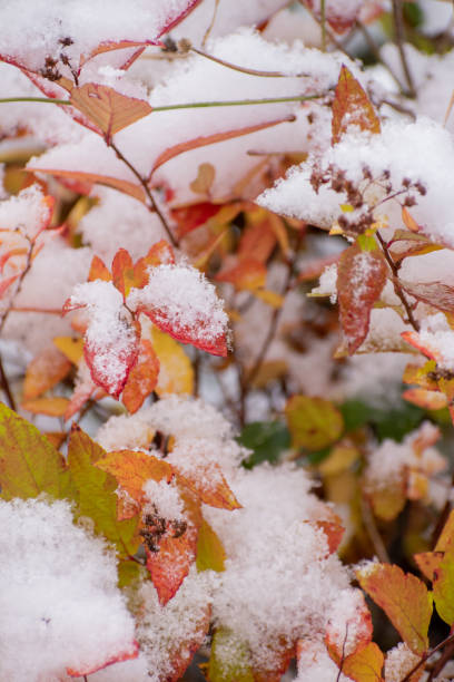 istock Autumn yellow leaves with the first snow 1282071909