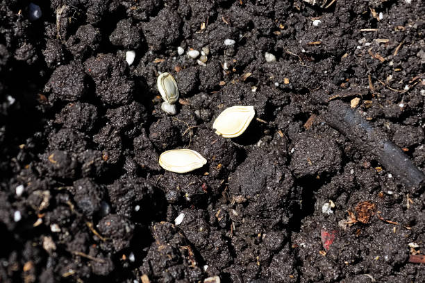 istock Various zucchini seeds on wet soil being planted 1282073546