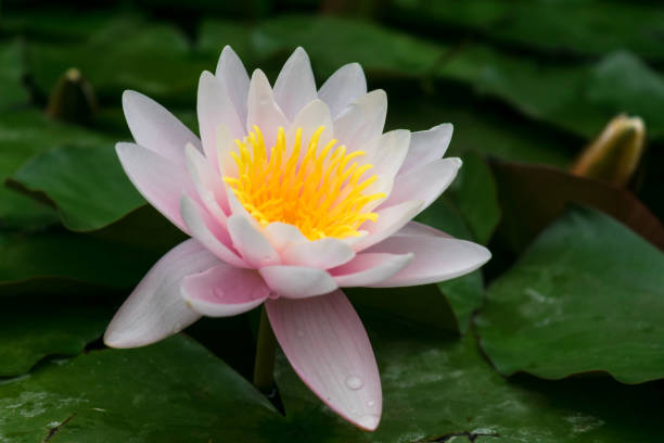 istock Delicate pink water lily flower in the pond. 1282075408